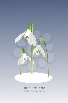 Royalty Free Clipart Image of a Card With Snowdrops
