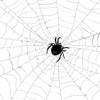 Spider and spider web