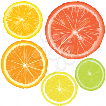 Realistic citrics, set of fruit slices