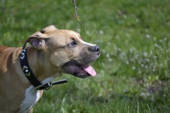 Profile of an American Staffordshire Terrier