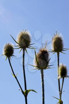 Thistle isolated over blue sky background