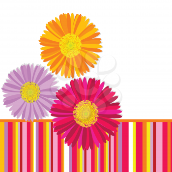Daisy flowers greeting card