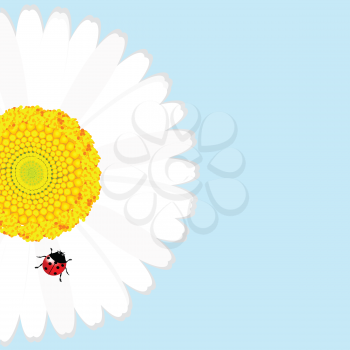 Ladybird on daisy flower over blue background