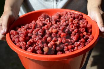 Raspberry harvest