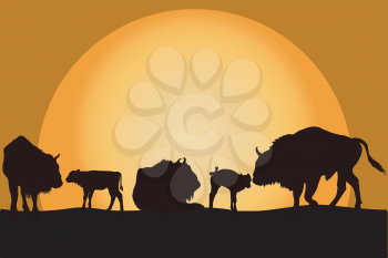 Sillouettes of bisons family at sunset