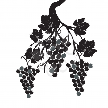 Grape clusters on the vine on white background