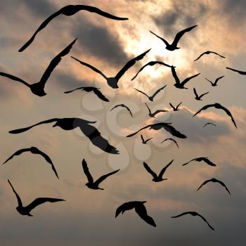 Silhouettes of birds flying in the sky