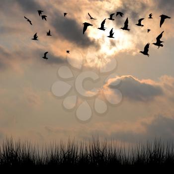 Landscape with silhouettes of grass and birds against cloudy sky