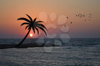 Sea coast with palm and birds flying on sunrise