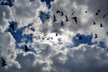 Birds silhouettes flying in the sky