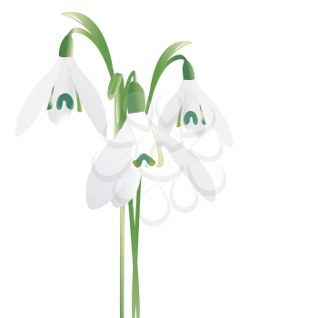 Three snowdrop spring flowers isolated on white background