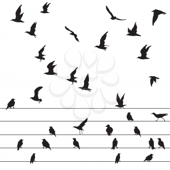 Flock of birds sitting on wires and flying