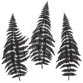 Fern silhouettes on white background