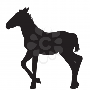 Foal silhouette on white background