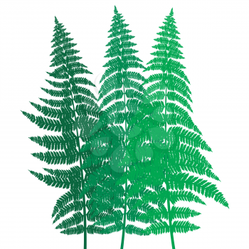 Green fern background on white background