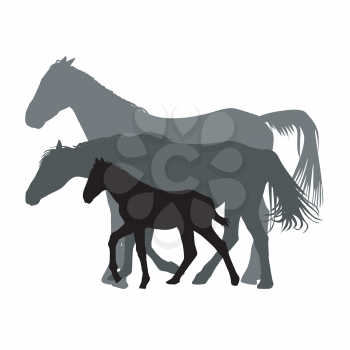 Silhouettes of horses family isolated on white background