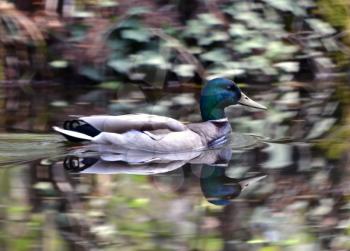 Male wild duck against a natural blurred  background