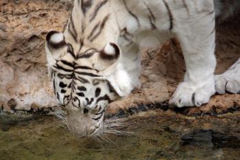 White tiger drinking water in zoo park