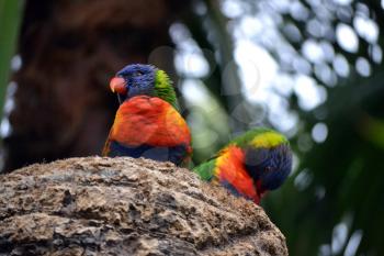 Two Rainbow Lorikeet, Trichoglossus haematodus colorful parrots