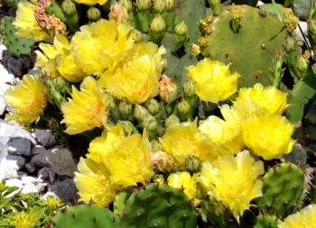 Yellow blossoms of Prickly Pear cactus plant