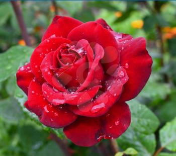 Red rose with water drops on petals in a garden