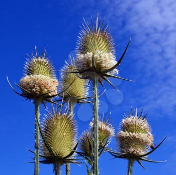 Dry Thistle flower close up on blue sky