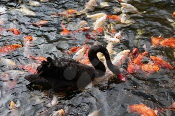 Colorful Japanese koi fishes and black swan eating