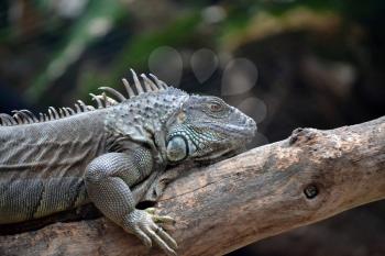 Iguana side profile on branch