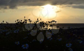 Silhouette of daisy flowers on ocean shore over sunset background