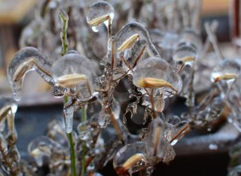 Frozen plant with seeds covered with ice drops 