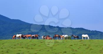 Countryside landscape with herd of horses