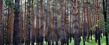 Fir trunks forest