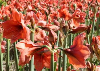 Beautiful blossoms of red Amaryllis flower