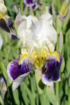 Violet with white iris flower on green garden background