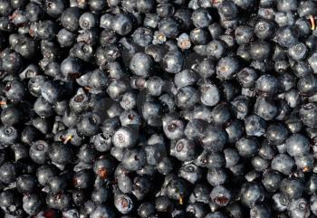 The blackcurrant (Ribes nigrum) berries background
