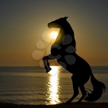 Silhouette of horse rearing up on a  beach in the morning sunrise