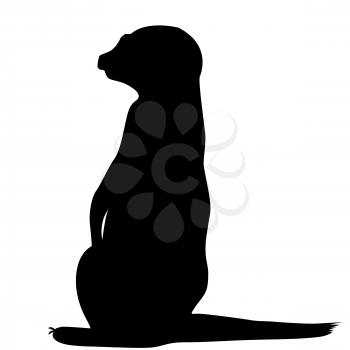 Meerkat silhouette isolated on white background
