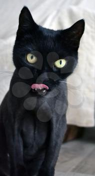 Black cat with hair trimmed with tongue out and scary face