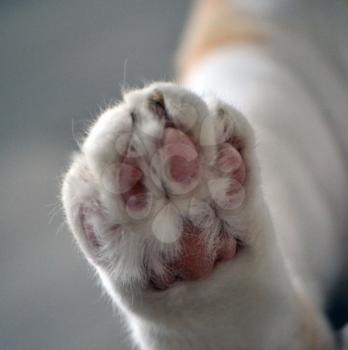 Close up of a cat back paw