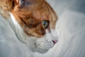 Portrait of a tomcat in profile