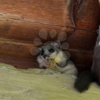 Cute Dormous Glis Glis eating a grape on wooden beam under the roof 