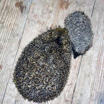 Hedgehogs family mother and child on wooden surface