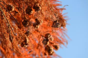 Cones of Bald Cypress (Taxodium distichum) with red autumn foliage