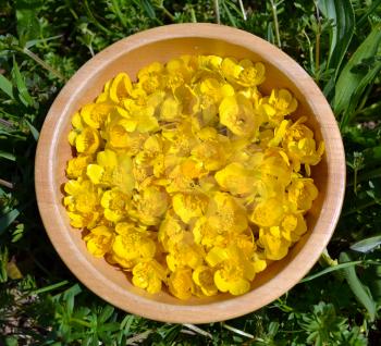 Lot of Ranunculus repens, the creeping buttercup flowers in a wooden bowl on the grass