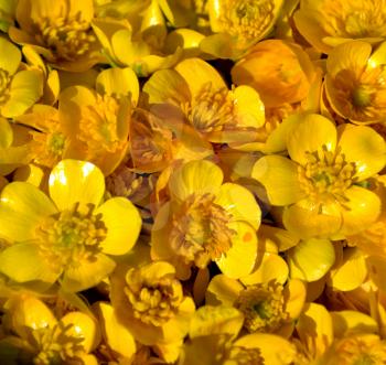 Pile of Ranunculus repens, the creeping buttercup flower background