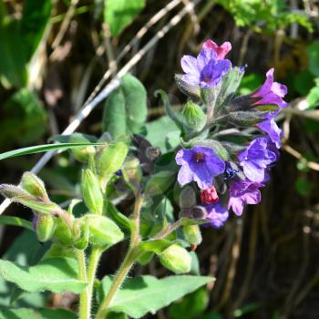 Pulmonaria officinalis, common lungwort (also known as Mary's tears or Our Lady's milk drops)  in the garden