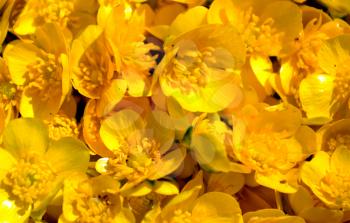 Pile of  Ranunculus repens (the creeping buttercup) flowers background