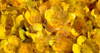 Ranunculus repens (the creeping buttercup) flowers background