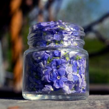 Blue flowers in a small jar