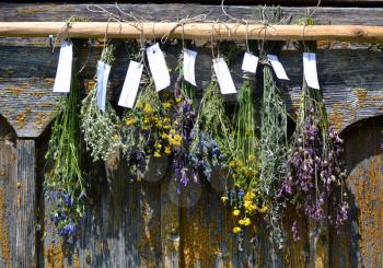 Bunches of dry herbal plants hanging on old wooden wall